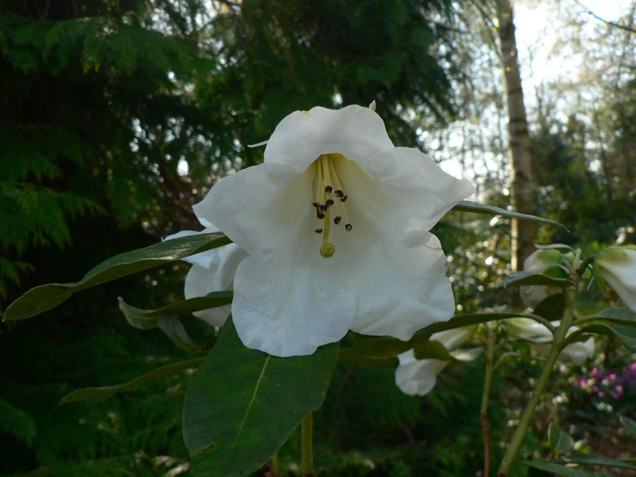 R. taggianum